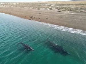 buenos_aires_and_puerto_madryn_el_doradillo_beach