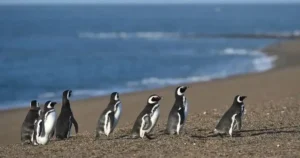 buenos_aires_and_puerto_madryn_magellanic_penguins.jpg