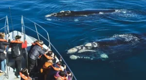 buenos_aires_and_puerto_madryn_whales_watching1.1.jpg
