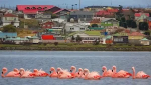 chilean-flamingos-el-porvenir-tierra-del-fuego.jpg
