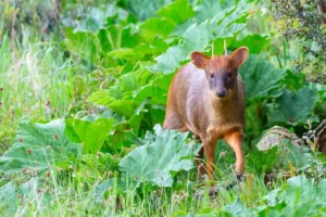 chiloe-wildlife-adventure-pudu