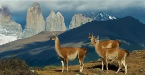 guanacos-torres-del-paine-national-park-chile-day-7.jpg