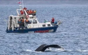 humpback-whale-punta-arenas.jpg