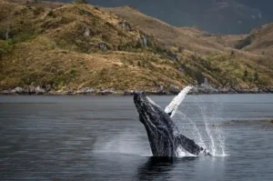 humpback-whales