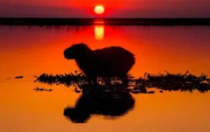 ibera-wetlands-capibara