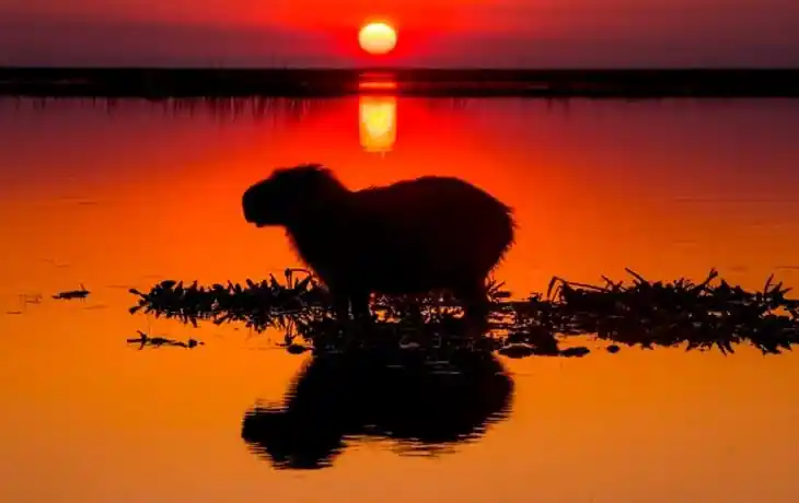 ibera-wetlands-capibara
