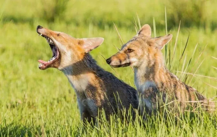 ibera-wetlands-wildlife