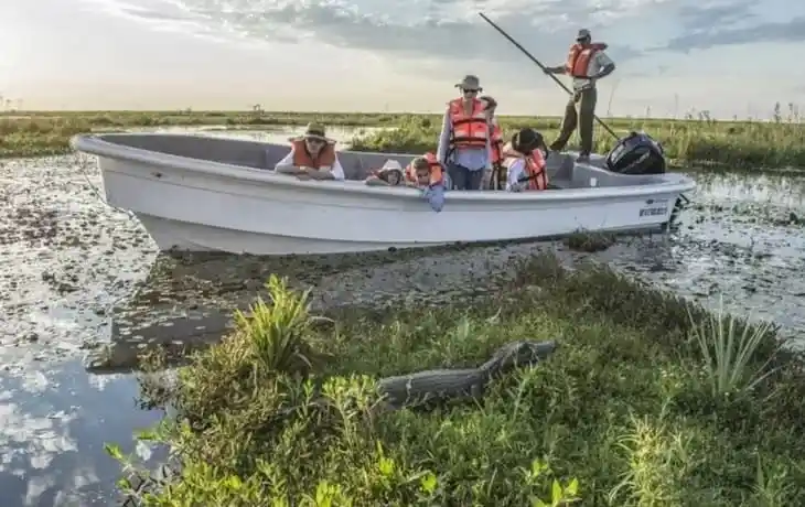ibera-wetlands-yacare