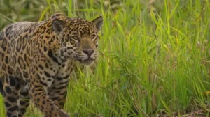 ibera-wetlands-jaguarete-1024x572.bk
