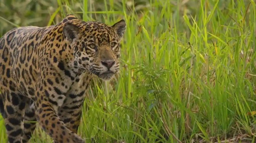 ibera-wetlands-jaguarete-1024x572.bk
