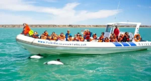 patagonian-dolphins-watching.jpeg