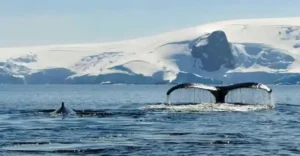 polar-circle-cruise (4)