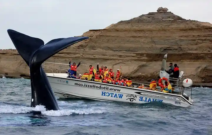 puerto-madryn-southern-right-whale
