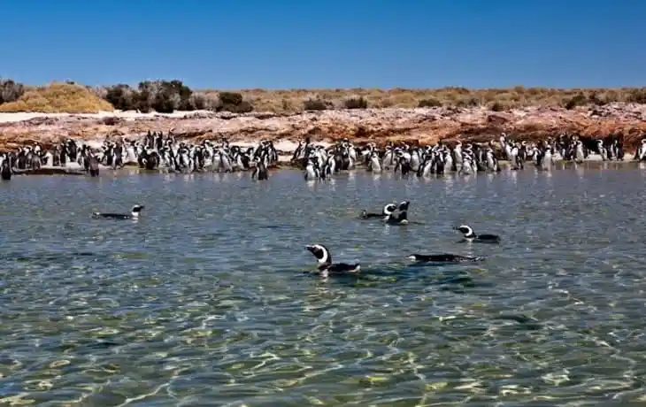 Bahia-Bustamante-Lodge-