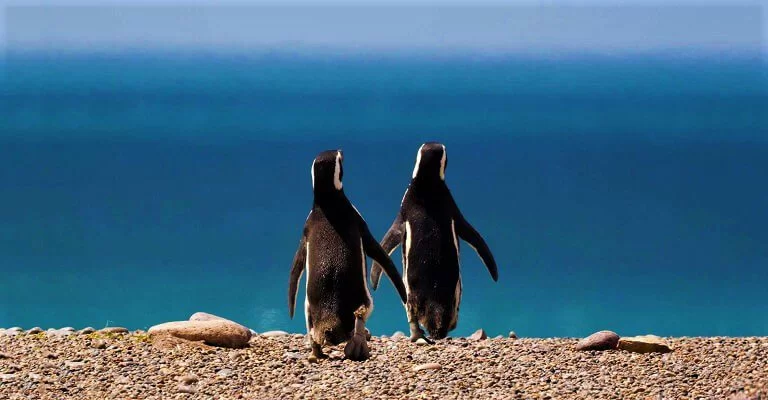 magellanic penguin punta tombo puerto madryn