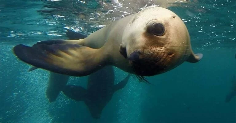 sea lion puerto-madryn-