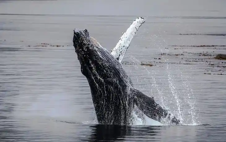 hotel diego de almagro punta arenas