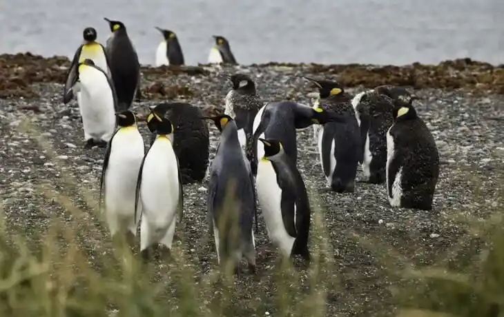 hotel diego de almagro punta arenas