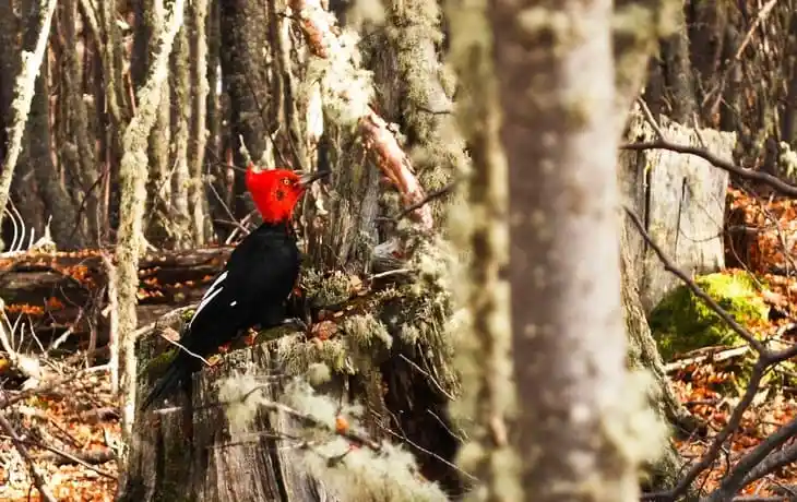 Eolo El Calafate Bird watching