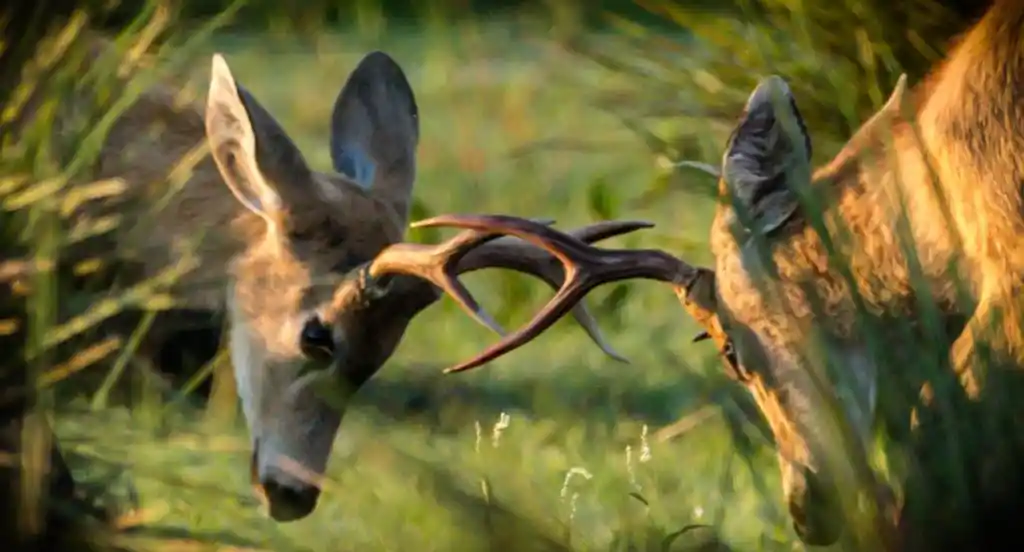 Rincón-del-Socorro-