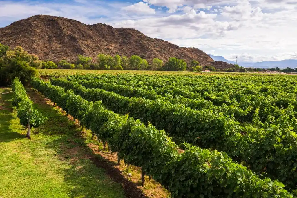 Viñas de Cafayate Wine Resort