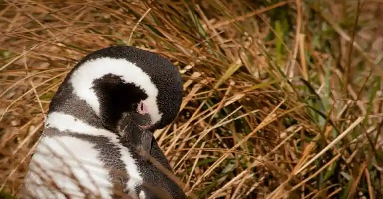 albatros-hotel-ushuaia