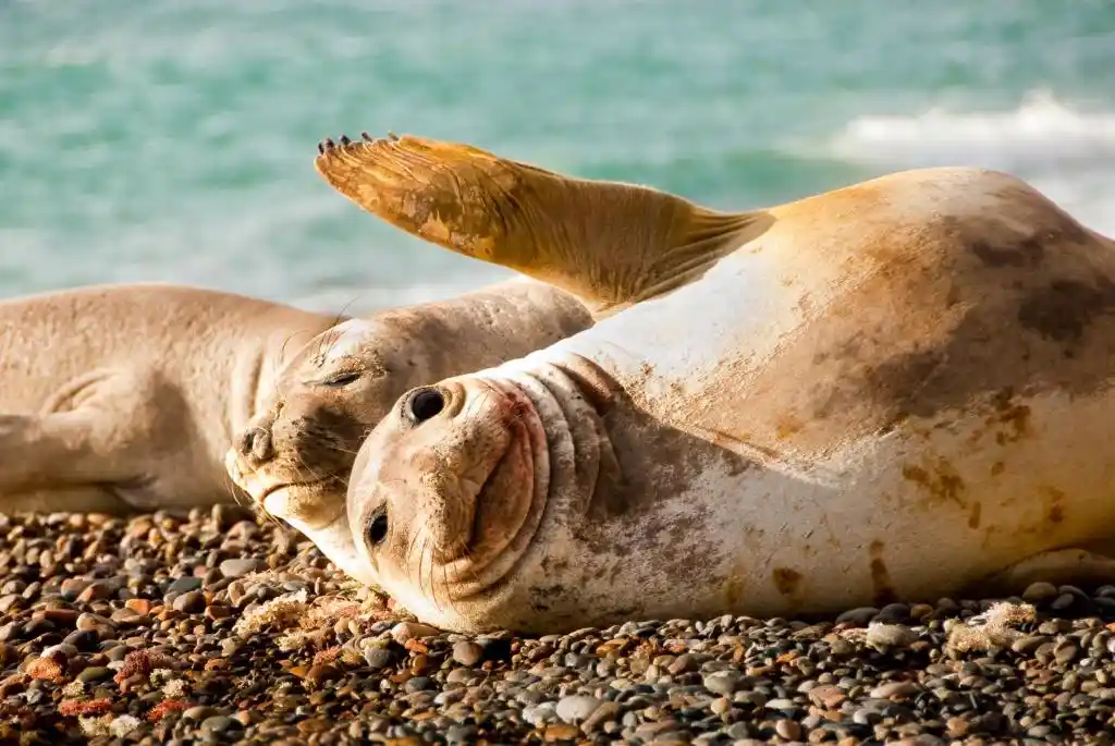 hotel-peninsula-valdes-