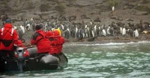 king-penguiis-south-georgia-elsehul