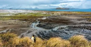 south-georgia-cruise-antrtica5