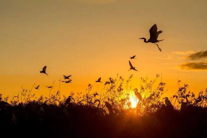 Ibera-wetlands-sunset