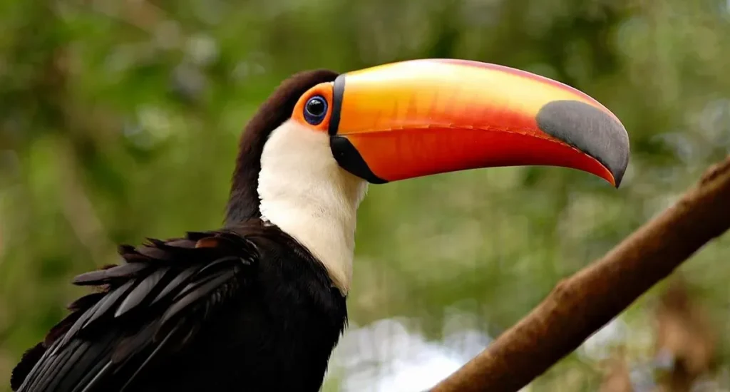 animales-iguazu-falls-tucan