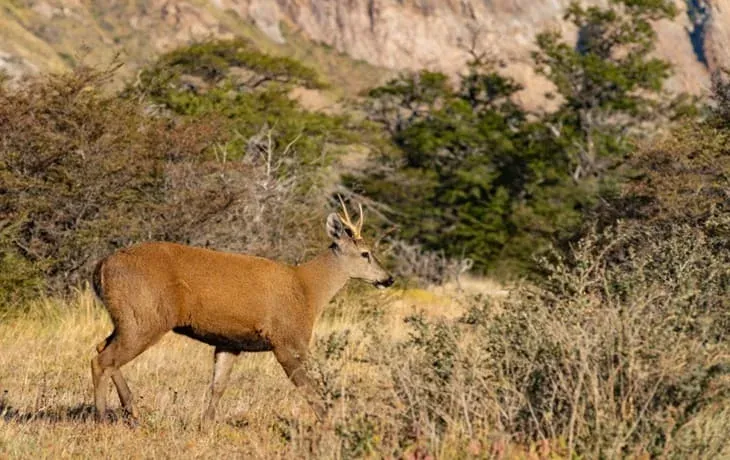 los-glaciares-national-park-huemul