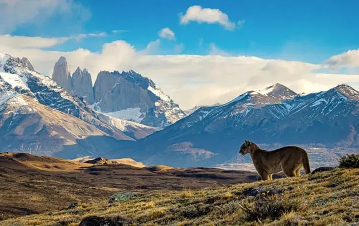 torres-del-paine-puma